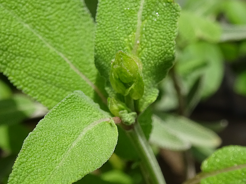 コモンセージに花芽ができました 摘心の結果 まんねんろうの咲く庭で