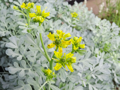 ルー ガーデンルー ヘンルーダ の花が咲きました まんねんろうの咲く庭で