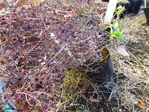 伸びすぎたレモンタイムを植え替え 切り戻しました まんねんろうの咲く庭で