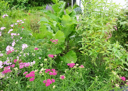 庭植えハーブの成長具合 一年前との比較 です まんねんろうの咲く庭で