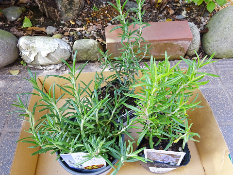 ラベンダー ローズマリー ラベンダー＆ローズマリーのナチュラルスワッグ ~ with artificial