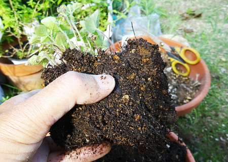 植え替え 育たないオレガノを復活させたい まんねんろうの咲く庭で