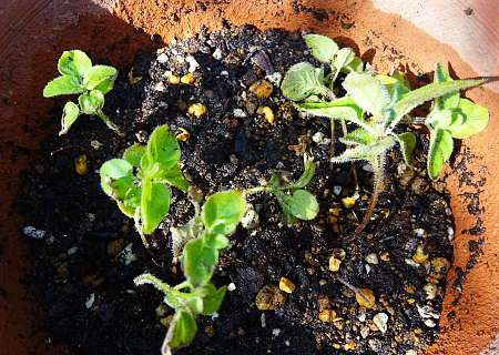 植え替え 育たないオレガノを復活させたい まんねんろうの咲く庭で