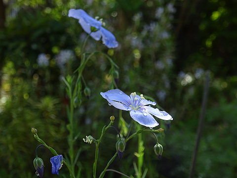 開花】ペレニアルフラックスが咲きました: まんねんろうの咲く庭で