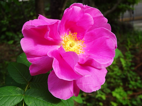 開花】オールドローズ・ロサムンディが咲きましたが……: まんねんろうの