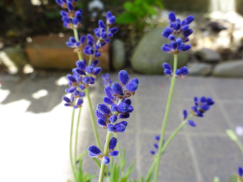 比較】ラベンダー4種とレモングラスを買いました: まんねんろうの咲く庭で