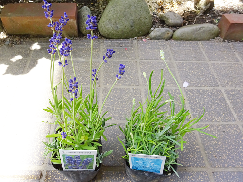 比較】ラベンダー4種とレモングラスを買いました: まんねんろうの咲く庭で