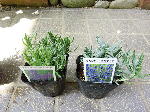 比較】ラベンダー4種とレモングラスを買いました: まんねんろうの咲く庭で
