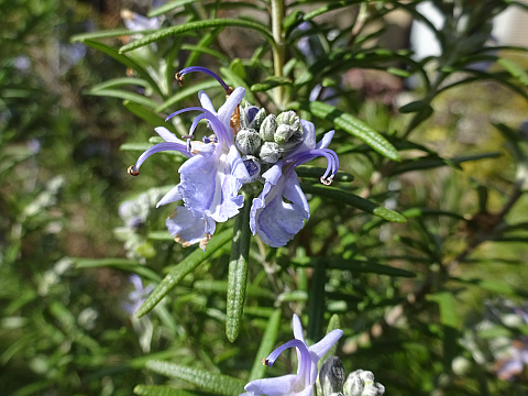 ローズマリー様 確認用 ローズマリー】我が家の全24種の紹介です（中編：8種）: まんねんろう