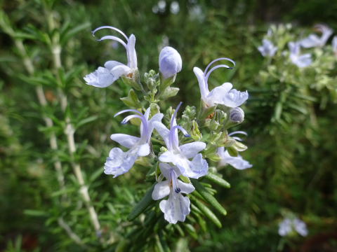 ローズマリー】我が家の全24種の紹介です（中編：8種）: まんねんろう