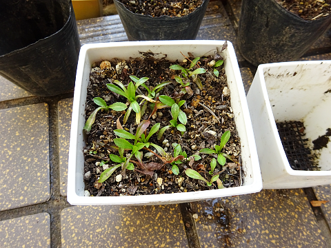 根詰まり チコリを植え替えました まんねんろうの咲く庭で 根詰まり チコリを植え替えました まんねんろうの咲く庭で