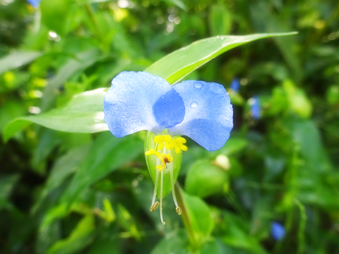 抜くか 抜くまいか そこに生えている花たち まんねんろうの咲く庭で