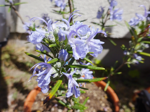 比較 濃い青から薄い青まで今年のローズマリー7種類の花の色 花つきの比較です まんねんろうの咲く庭で