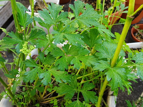 こぼれダネのイタリアンパセリの芽が出ました まんねんろうの咲く庭で