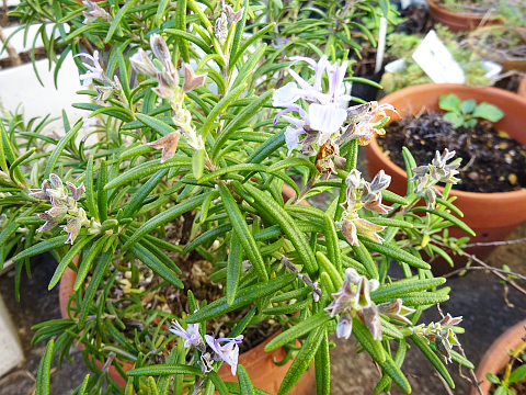 ローズマリーの花ガラ摘みです まんねんろうの咲く庭で