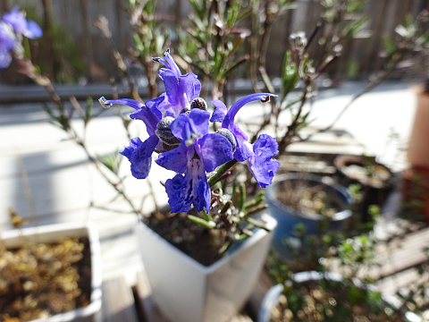 開花】ローズマリー・セバンシーが咲きました: まんねんろうの